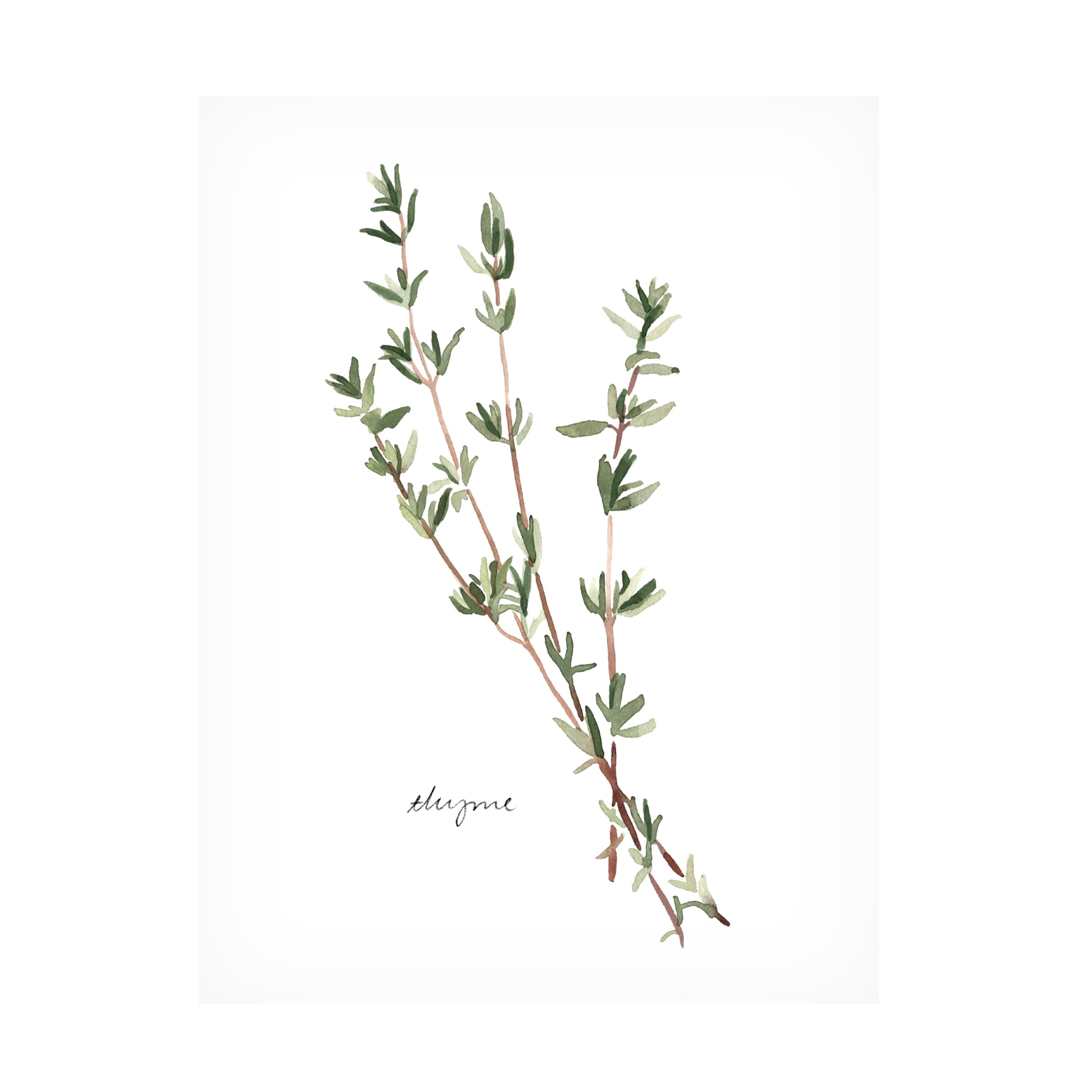 Emma Scarvey 'Herb Garden Sketches VI' Canvas Art