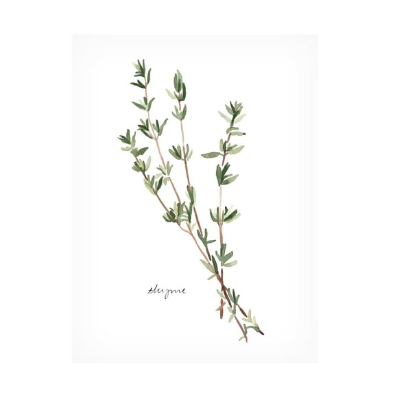 Emma Scarvey 'Herb Garden Sketches VI' Canvas Art