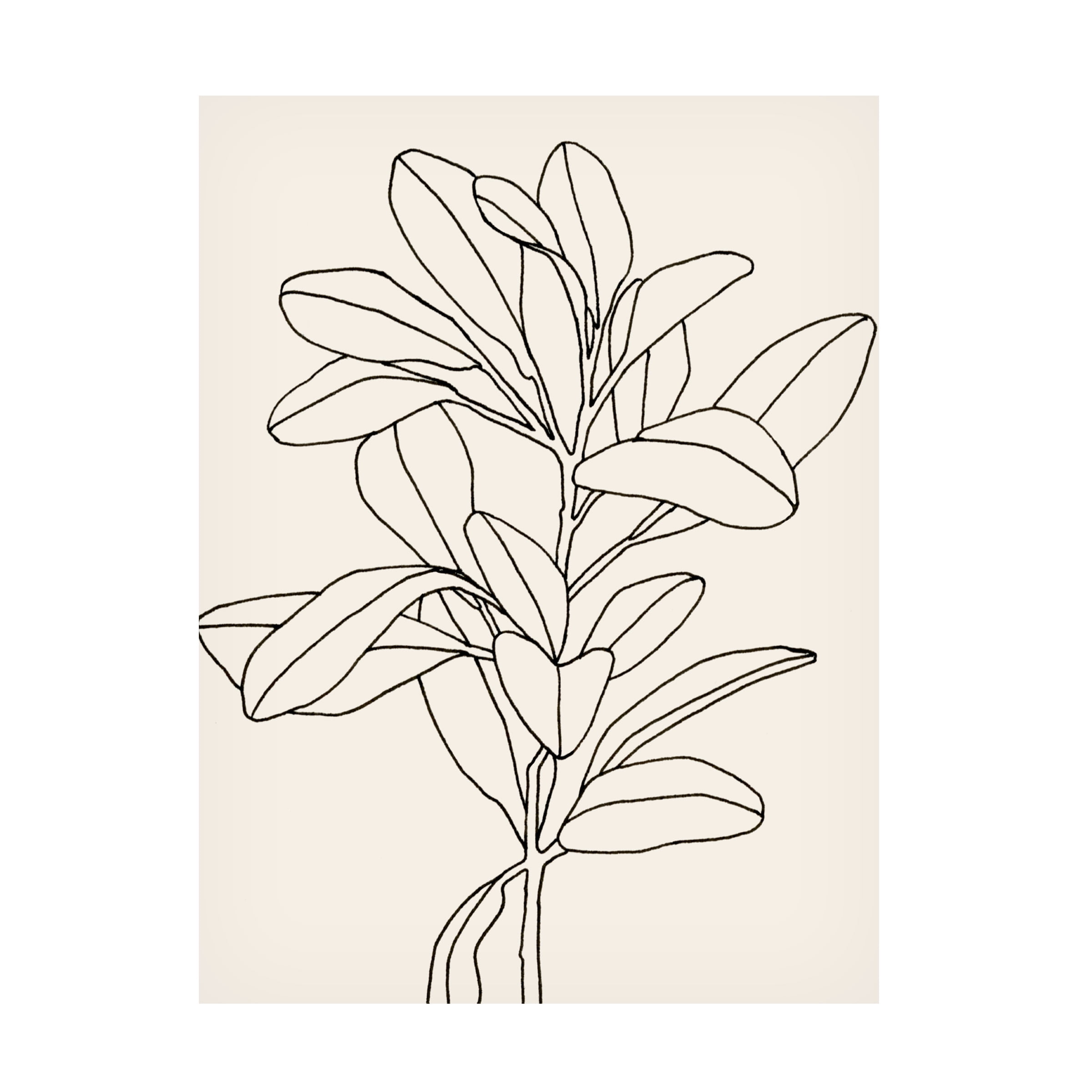 Emma Scarvey 'Olive Branch Contour II' Canvas Art