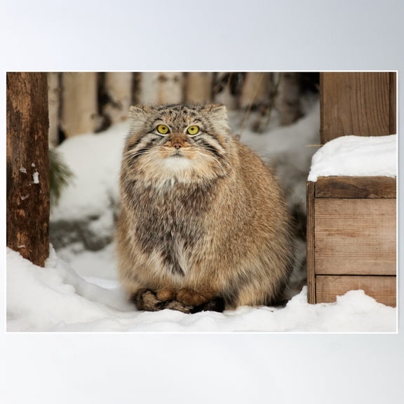 Emma The Pallas'S Cat Is Waiting For Spring To Come Poster Wall Art, Modern Wall Decor For Living Room Bedroom, 8x12 UNFRAMED