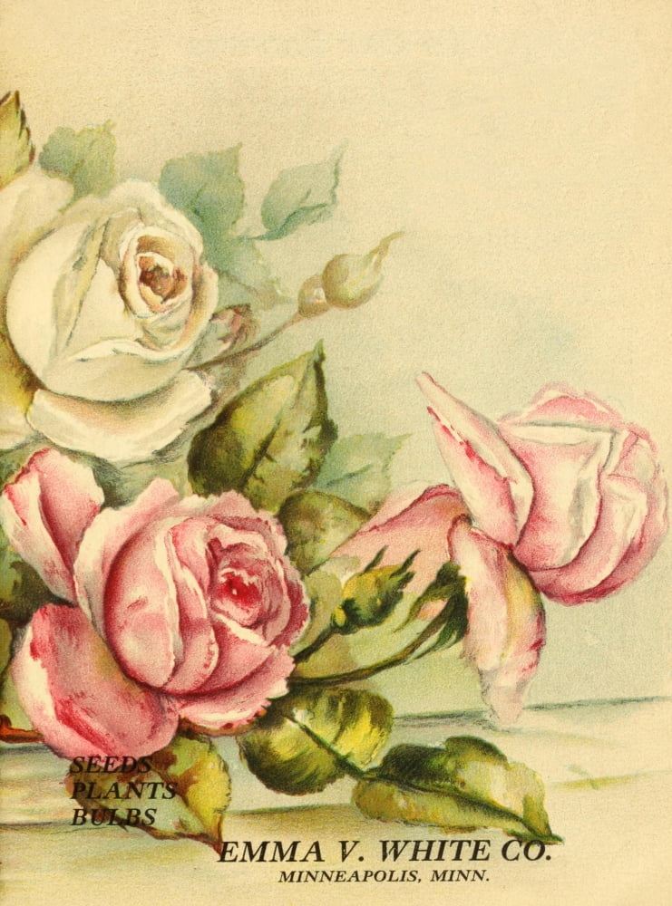 Emma V Catalogue 1921 Pink & White Roses Canvas Art - L Frank (18 x 24)