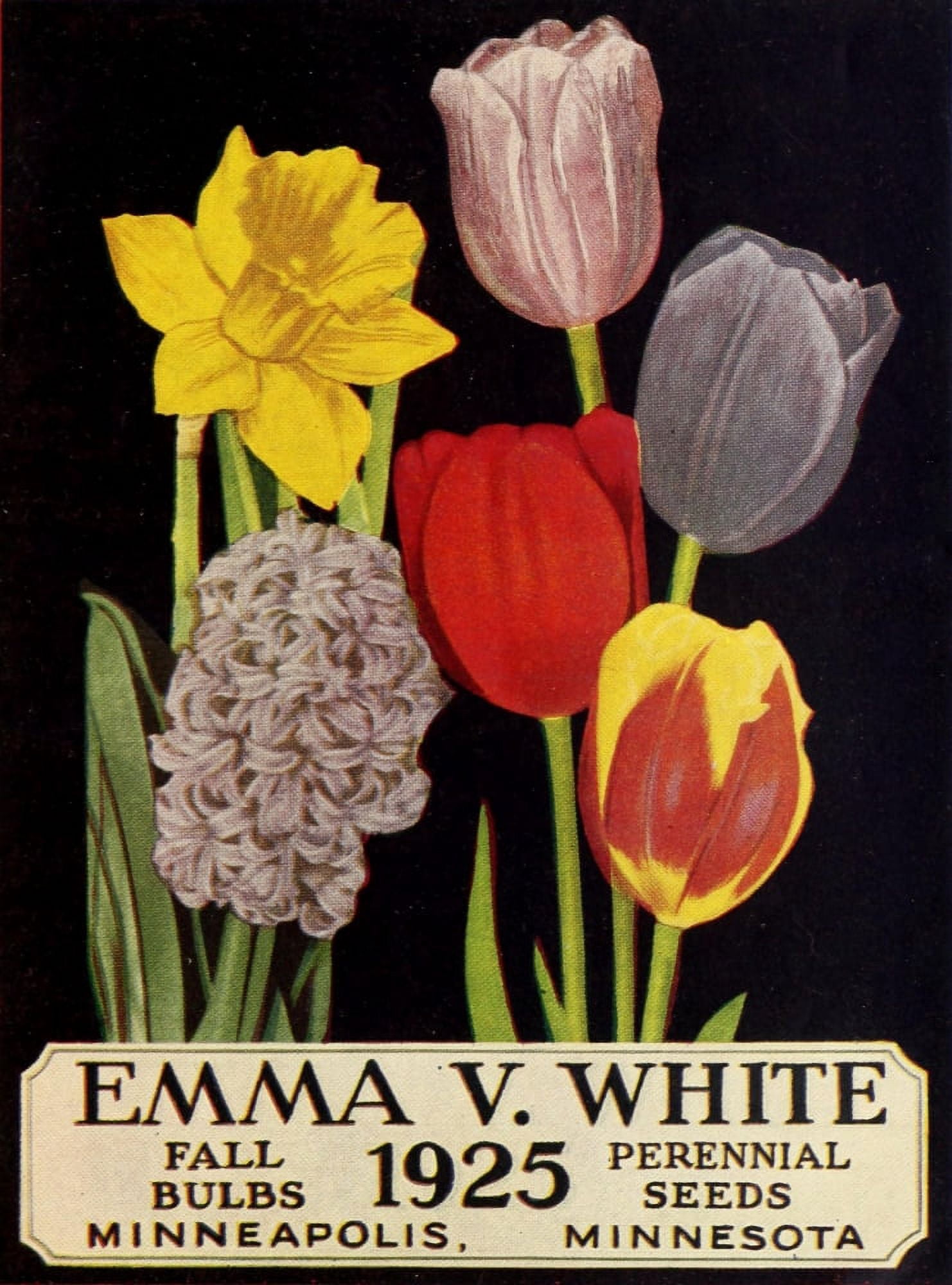 Emma V White Fall bulbs perennial seeds 1925 Canvas Art - (18 x 24)