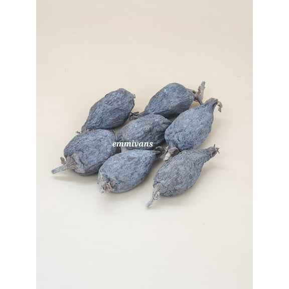 Emmivans Alligator Pepper Pods Grains Of Paradise, 7 Pods