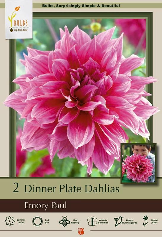 Emory Paul Dinnerplate Dahlia 2 Bulb Clumps Top Size