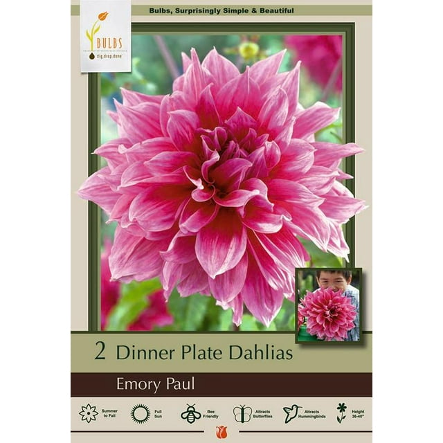 Emory Paul Dinnerplate Dahlia 2 Bulb Clumps Top Size