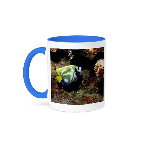 3dRose, Emperor Angelfish, Great Barrier Reef, Australia-AU01 DWA3049 - David Wall, 11oz Two-Tone Blue Mug