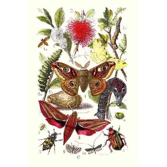Emperor Moth, Elephant Hawk Moth, Tortoise Beetle- Fine Art Canvas Print (20" x 30")