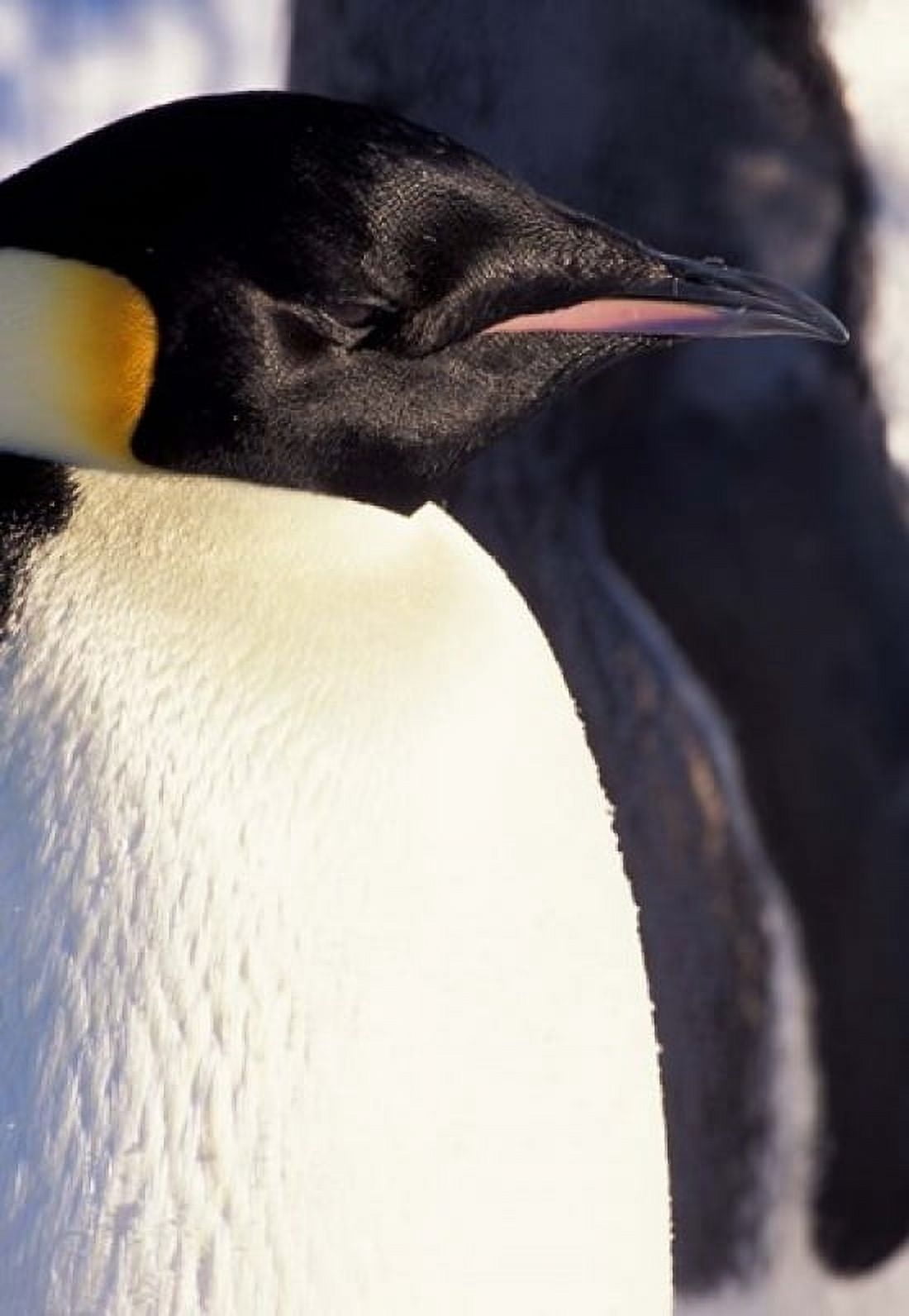 Emperor Penguin Antarctica Canvas Art - William Sutton DanitaDelimont (24 x 34)
