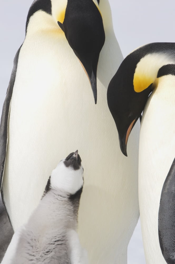 Emperor Penguin (Aptenodytes forsteri) pair and chick Snow Hill Island Antarctica Canvas Art - Daisy Gilardini Design Pics (12 x 19)
