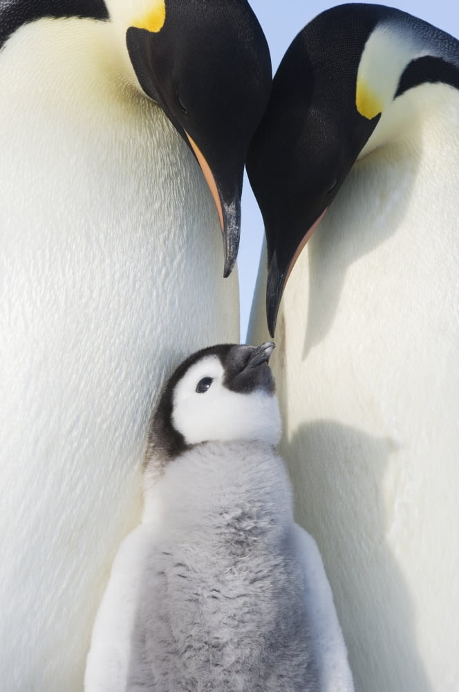 Emperor Penguin (Aptenodytes forsteri) pair and chick Snow Hill Island Antarctica Canvas Art - Daisy Gilardini Design Pics (12 x 19)