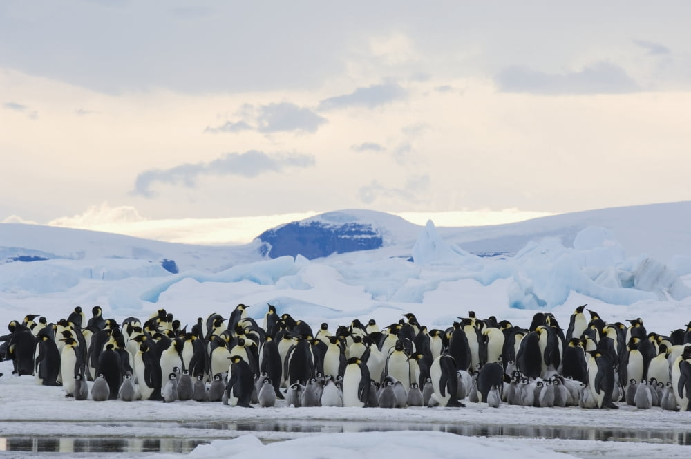 Emperor Penguin (Aptenodytes forsteri) rookery Snow Hill Island Antarctica Canvas Art - Daisy Gilardini Design Pics (19 x 12)