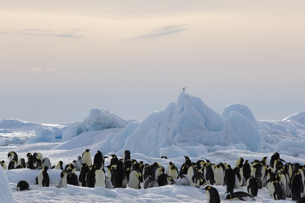 Emperor Penguin (Aptenodytes forsteri) rookery Snow Hill Island Antarctica Canvas Art - Daisy Gilardini Design Pics (19 x 12)