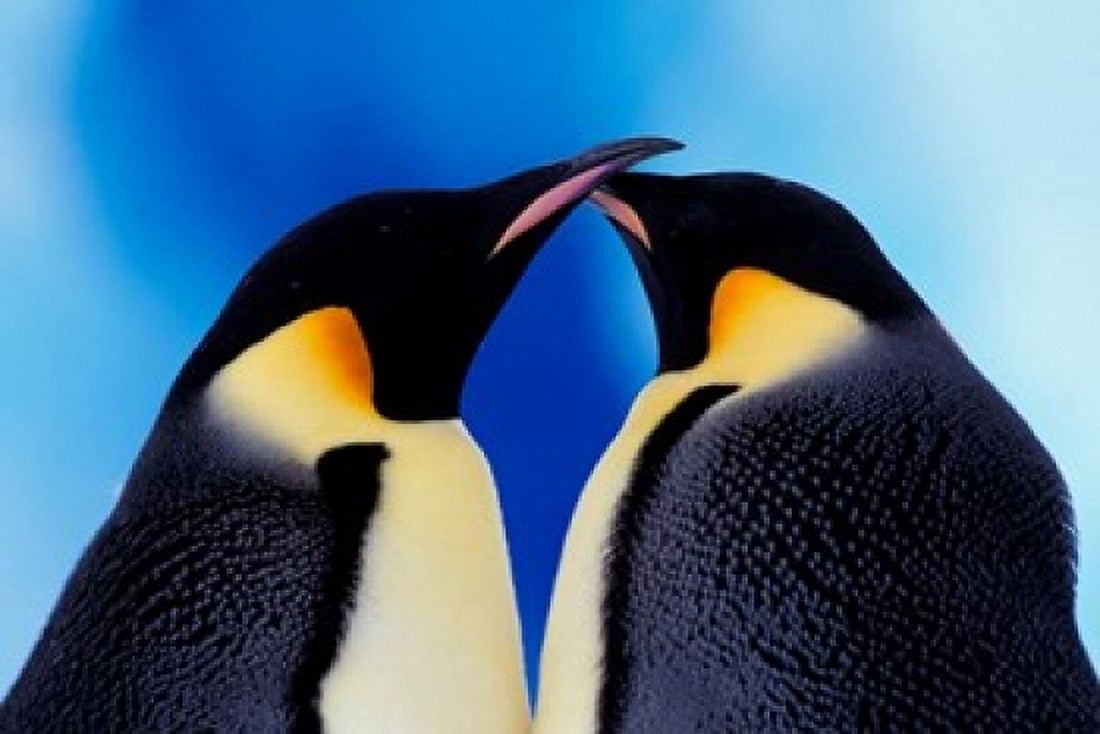 Emperor Penguin Pair Antarctica Canvas Art - Art Wolfe DanitaDelimont (35 x 24)
