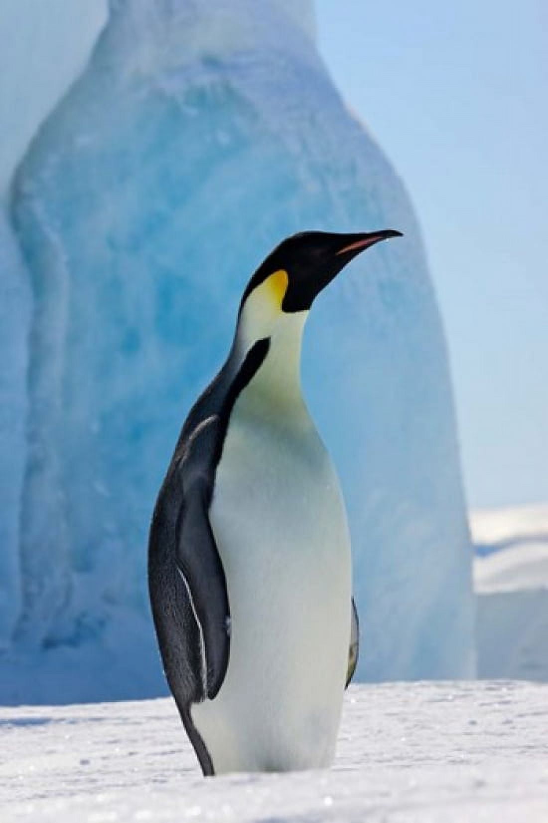 Emperor Penguin on ice Snow Hill Island Antarctica Canvas Art - Keren Su DanitaDelimont (25 x 38)