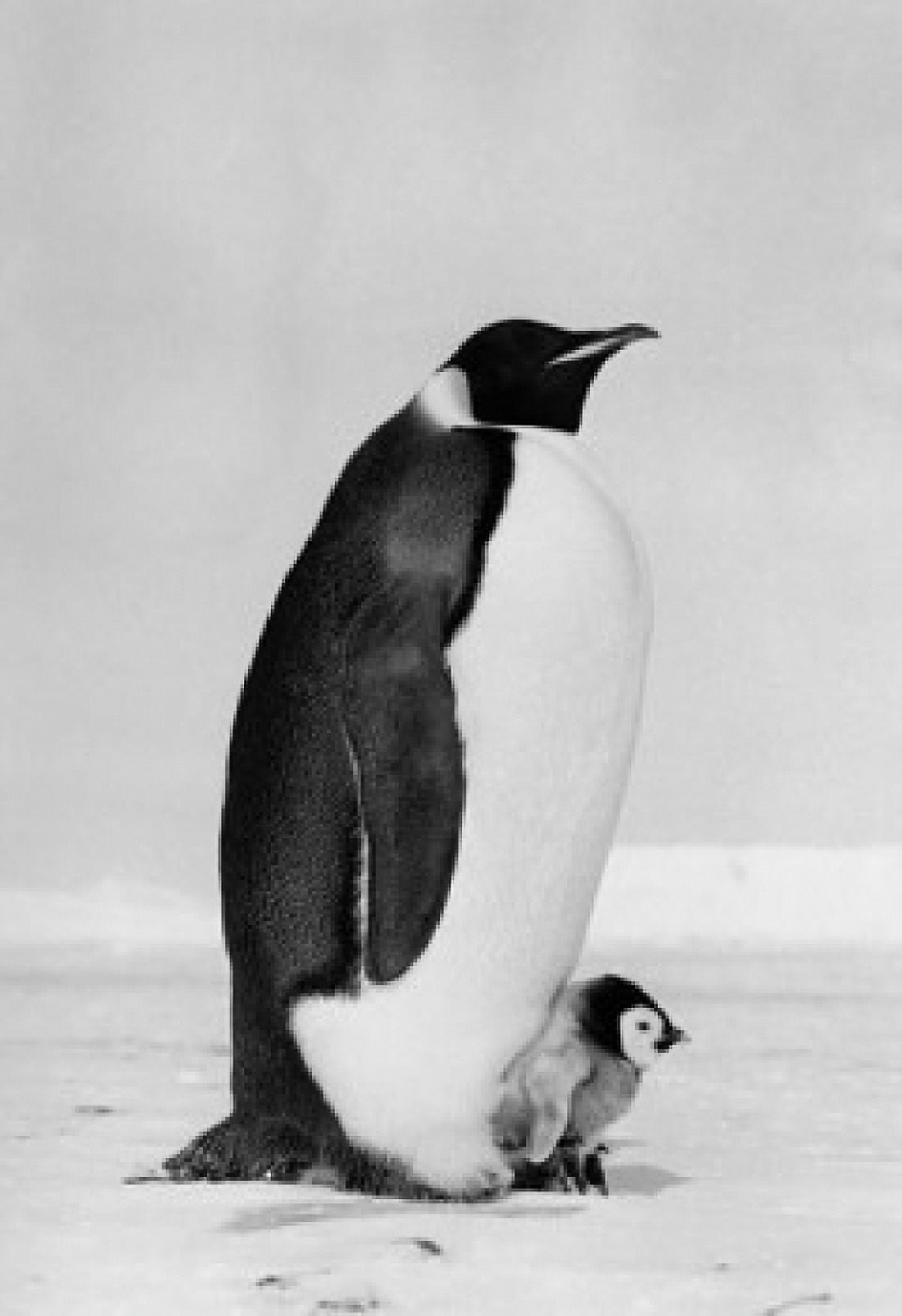Emperor Penguin with its chick on snow (Aptenodytes Forsteri) Canvas Art - (18 x 24)