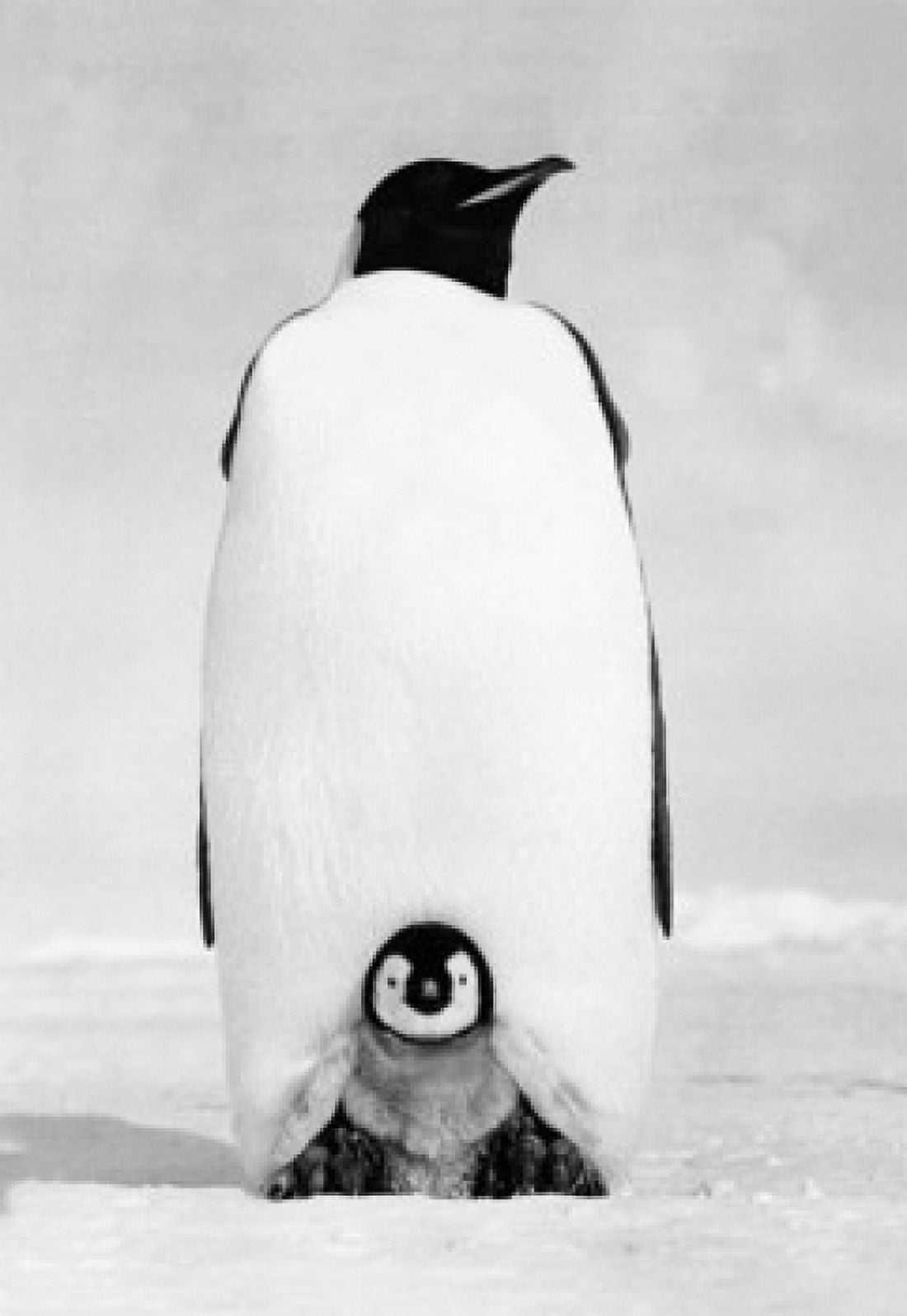 Emperor Penguin with its chick on snow (Aptenodytes forsteri) Canvas Art - (24 x 36)