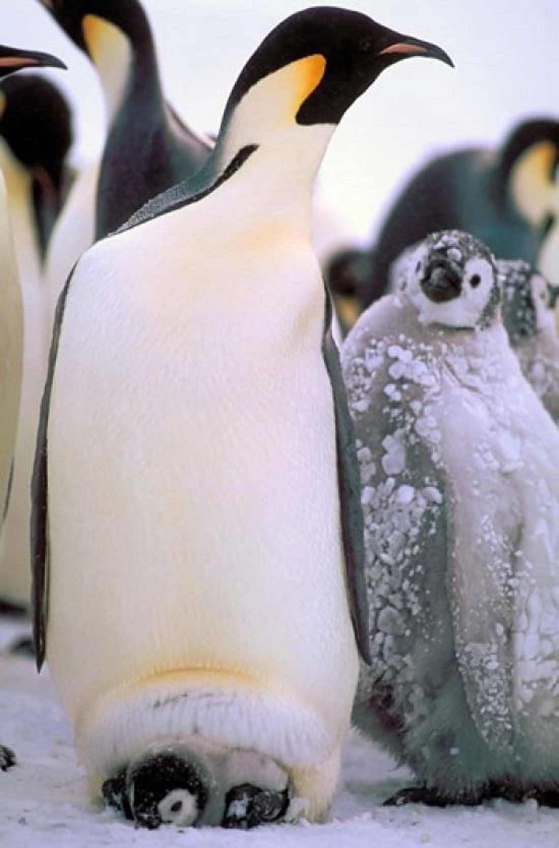 Emperor Penguins Antarctic Peninsula Antarctica Canvas Art - Pete Oxford DanitaDelimont (11 x 17)