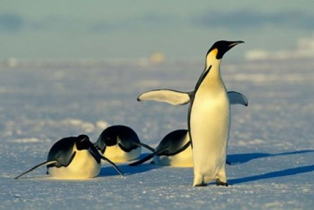 Emperor Penguins Antarctica Atka Bay Weddell Sea Canvas Art - Kevin Schafer DanitaDelimont (18 x 12)
