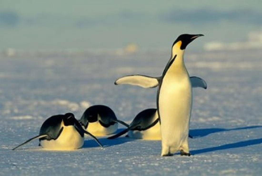 Emperor Penguins Antarctica Atka Bay Weddell Sea Canvas Art - Kevin Schafer DanitaDelimont (36 x 24)