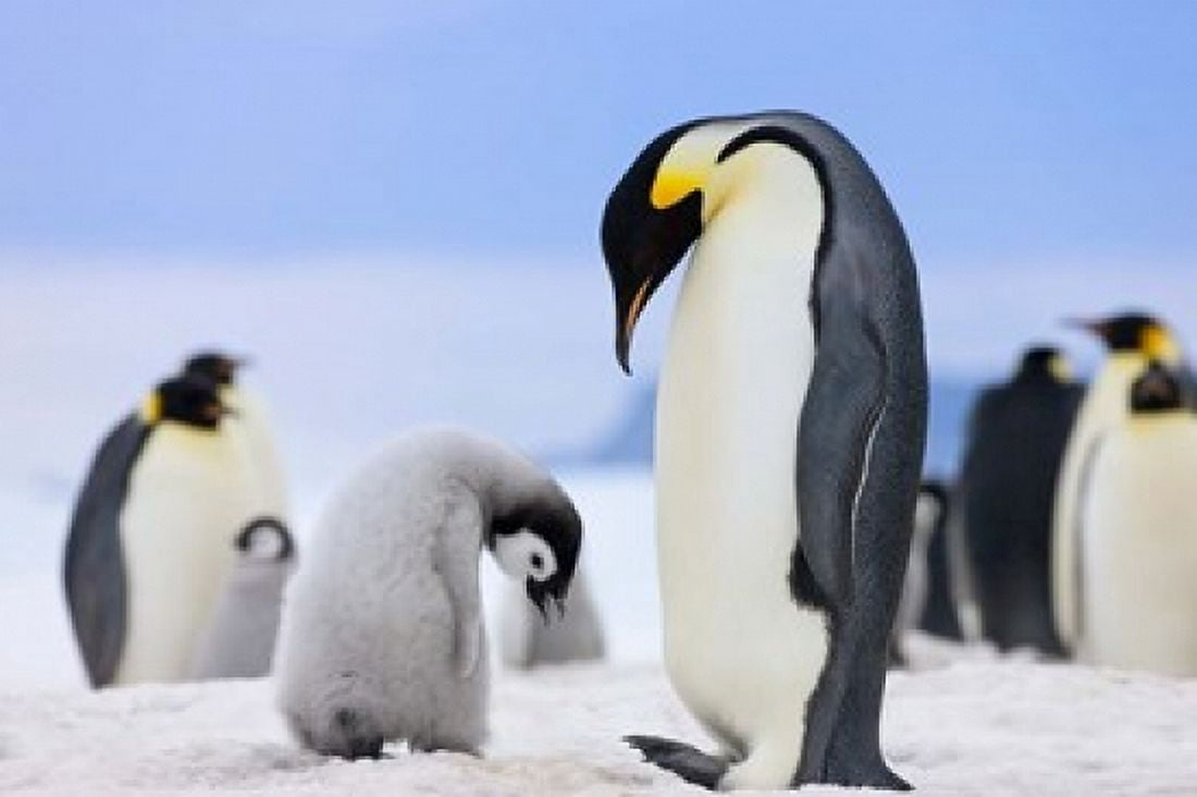 Emperor Penguins Antarctica Canvas Art - Keren Su DanitaDelimont (38 x 25)