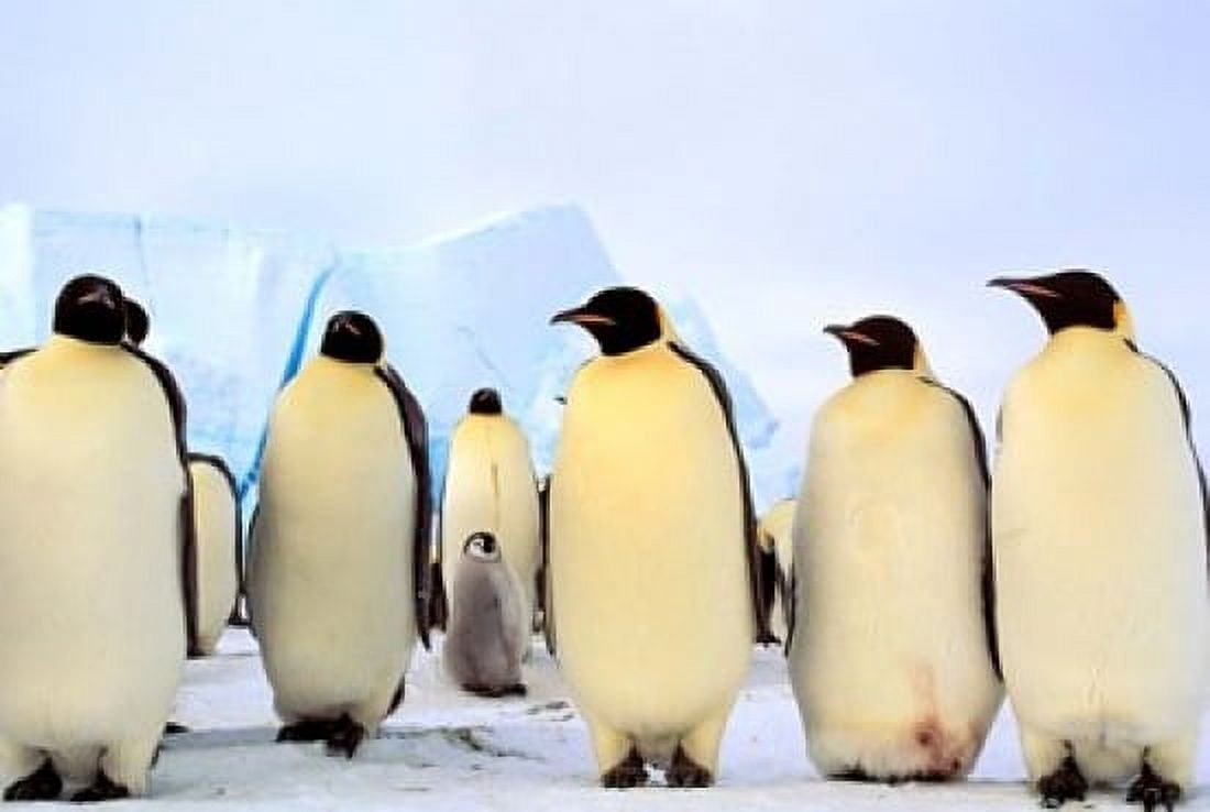Emperor Penguins Atka Bay Weddell Sea Antarctica Canvas Art - Pete Oxford DanitaDelimont (35 x 24)