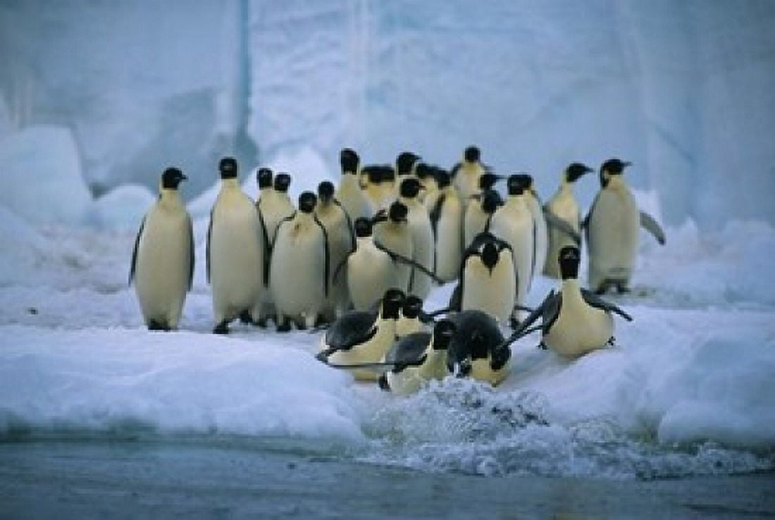 Emperor Penguins Cape Roget Ross Sea Antarctica Canvas Art - Kevin Schafer DanitaDelimont (18 x 12)