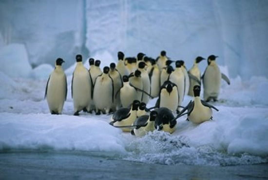 Emperor Penguins Cape Roget Ross Sea Antarctica Canvas Art - Kevin Schafer DanitaDelimont (36 x 24)