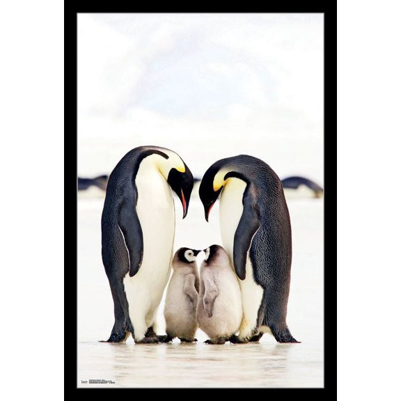 Emperor Penguins - Group Laminated & Framed Poster Print (22 x 34)