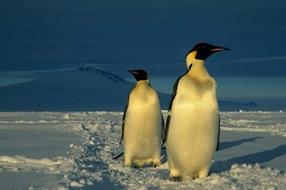 Emperor Penguins Mt Melbourne Antarctica Canvas Art - Kevin Schafer DanitaDelimont (36 x 24)