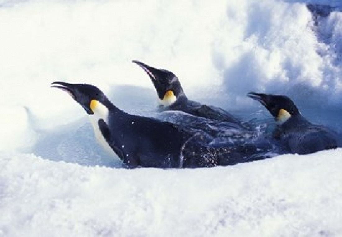 Emperor Penguins in Dive Hole Antarctica Canvas Art - William Sutton DanitaDelimont (34 x 24)