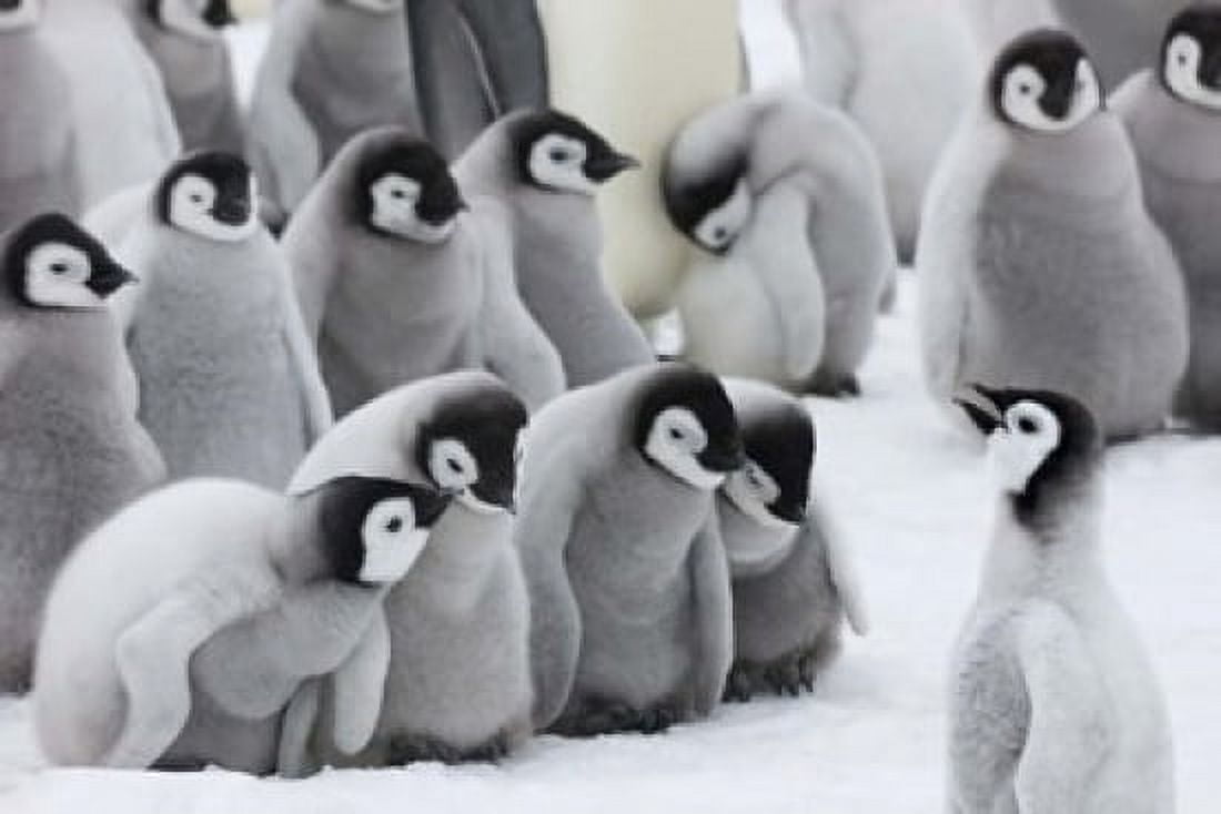 Emperor Penguins on ice Snow Hill Island Antarctica Canvas Art - Keren Su DanitaDelimont (38 x 25)