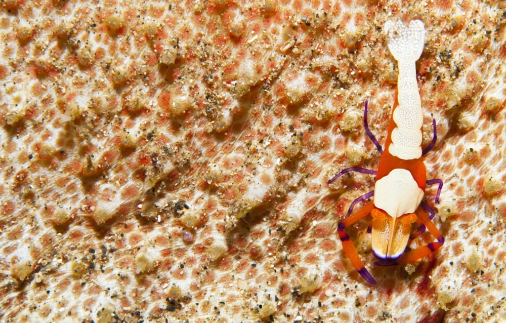 Emperor Shrimpon sea cucumber Sulawesi Indonesia Canvas Art - Steve JonesStocktrek Images (18 x 12)