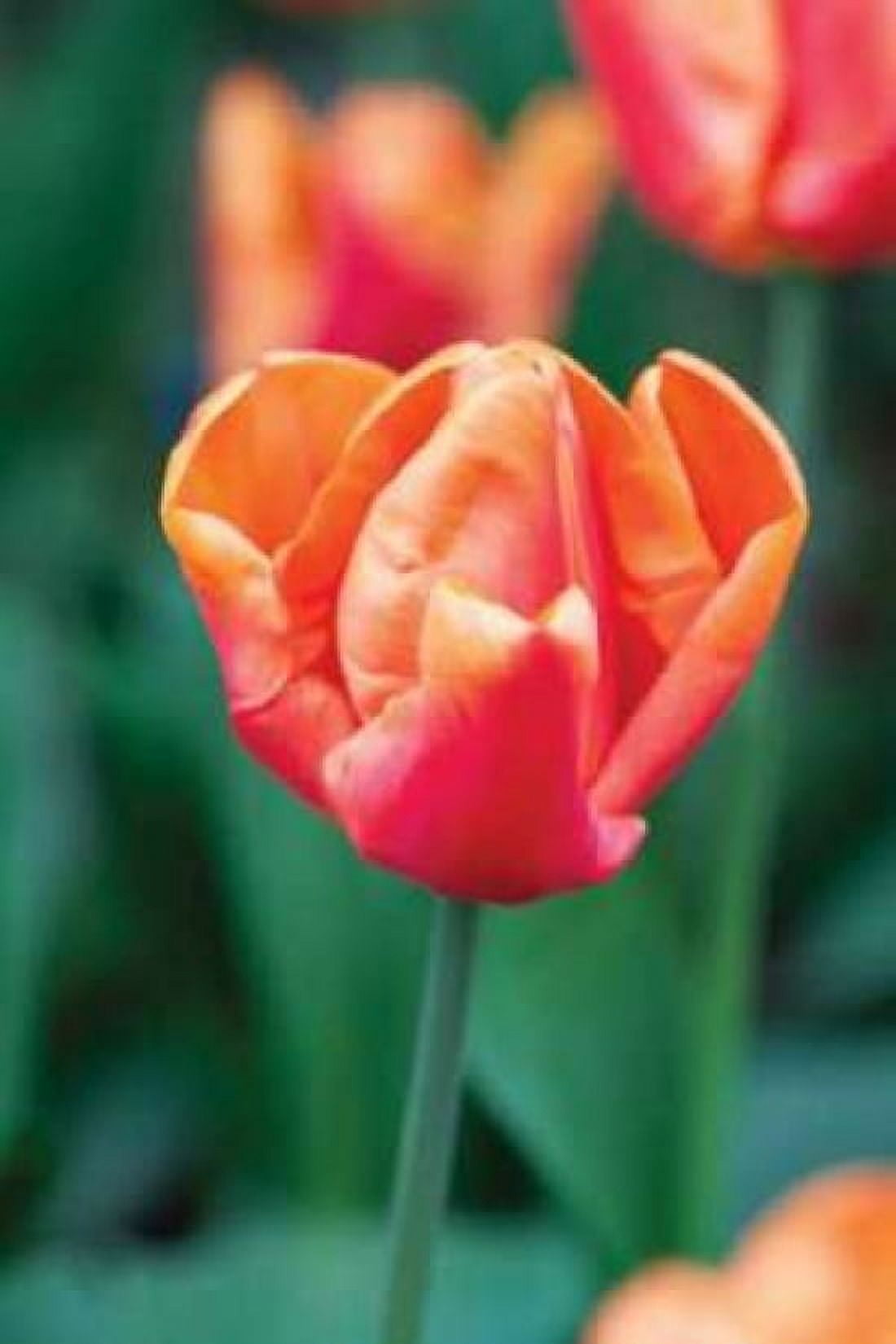 Emperor Tulip I Canvas Art - Dana Styber (12 x 18)