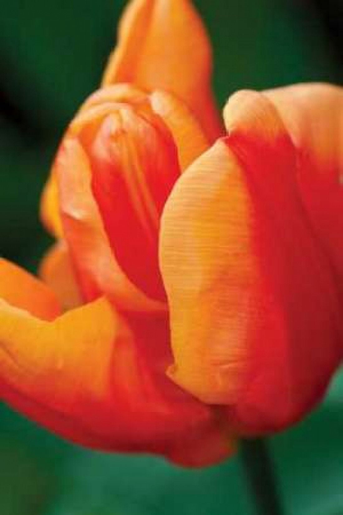 Emperor Tulip II Canvas Art - Dana Styber (12 x 18)