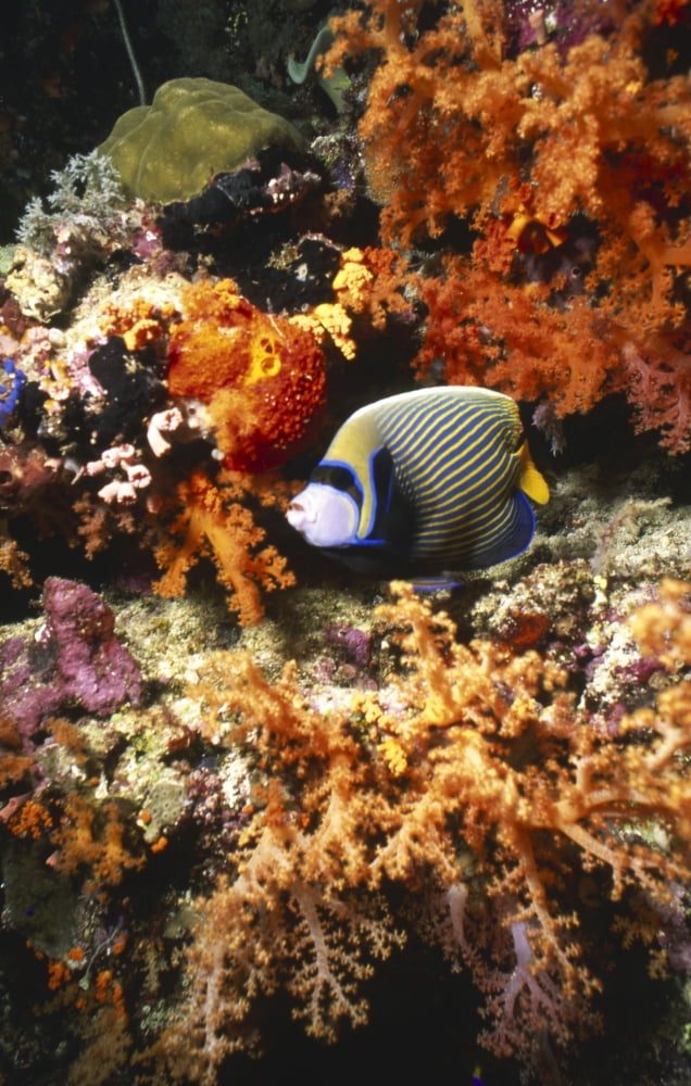 Emperor angelfish Indonesia Canvas Art - Beverly FactorStocktrek Images (12 x 18)