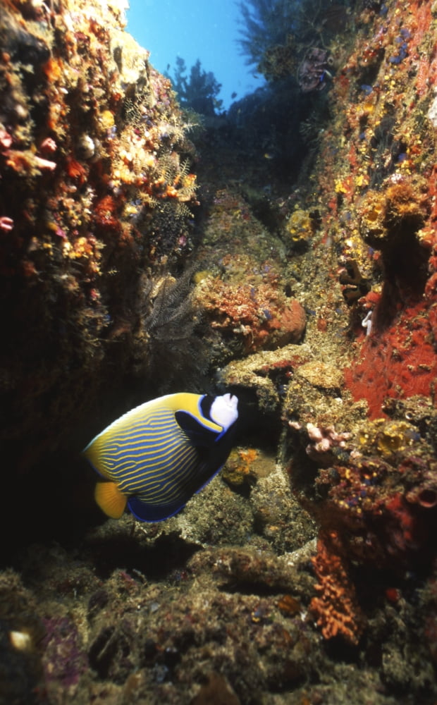 Emperor angelfish Indonesia Canvas Art - Beverly FactorStocktrek Images (22 x 36)