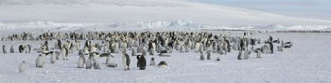 Emperor penguins (Aptenodytes forsteri) colony at snow covered landscape Snow Hill Island Antarctica Canvas Art - Panoramic Images (20 x 5)