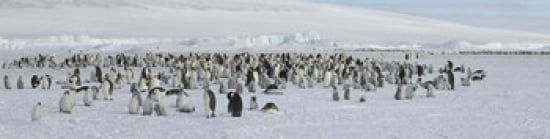 Emperor penguins (Aptenodytes forsteri) colony at snow covered landscape Snow Hill Island Antarctica Canvas Art - Panoramic Images (40 x 10)