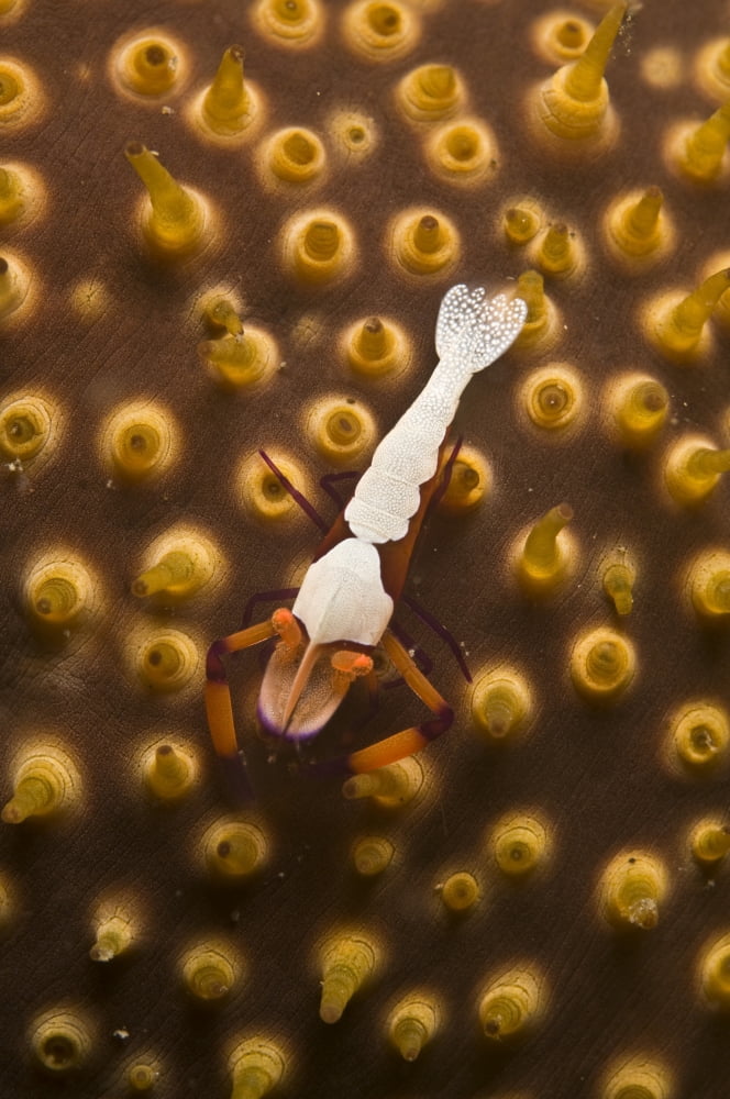 Emperor shrimp on orange sea cucumber North Sulawesi Indonesia Canvas Art - Mathieu MeurStocktrek Images (23 x 35)
