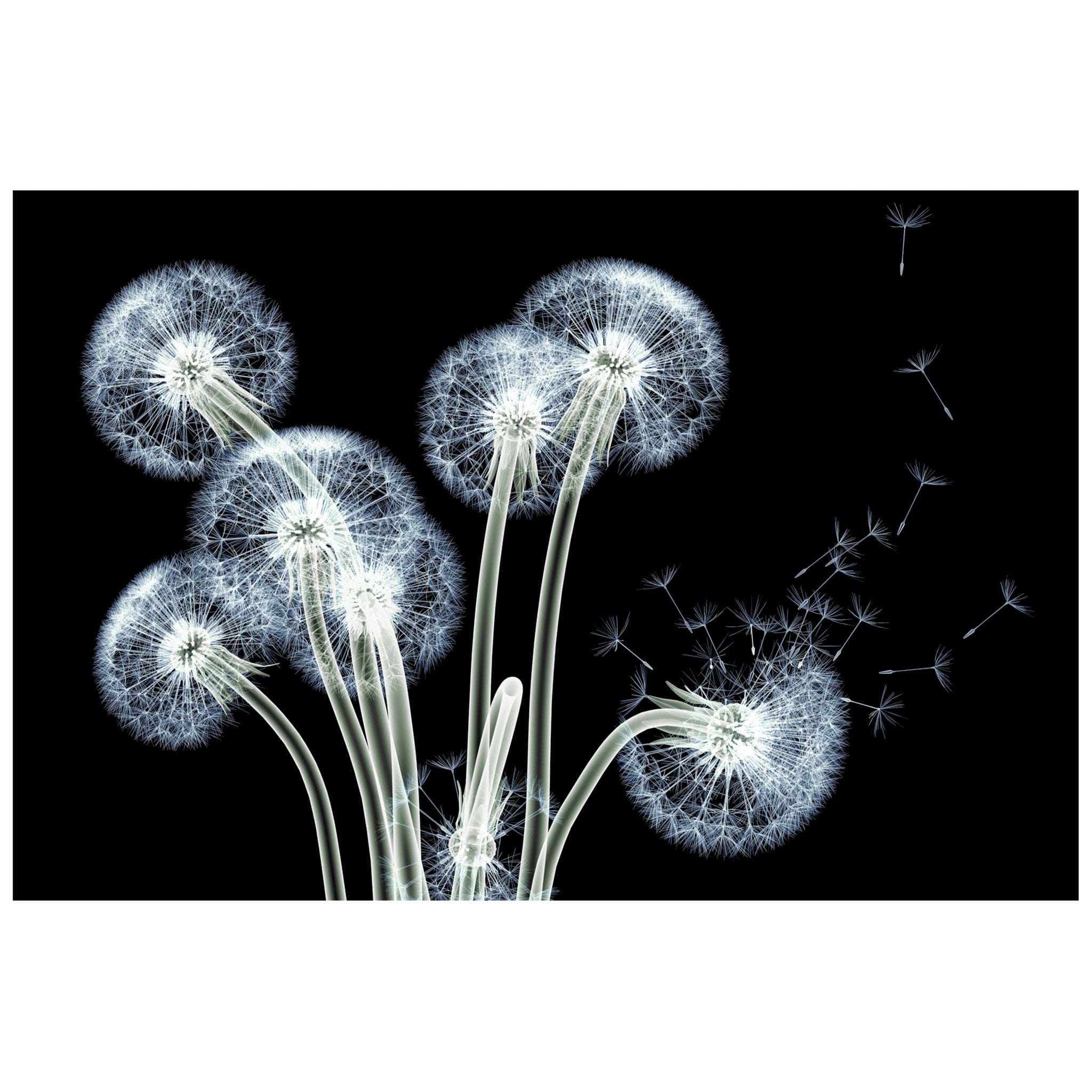 Dancing Dandelions Black and White Tempered Glass Wall Art