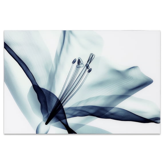 Empire Art Direct Amaryllis Frameless Free Floating Tempered Glass Panel Graphic Wall Art, 32" x 48" x 0.2", Ready to Hang