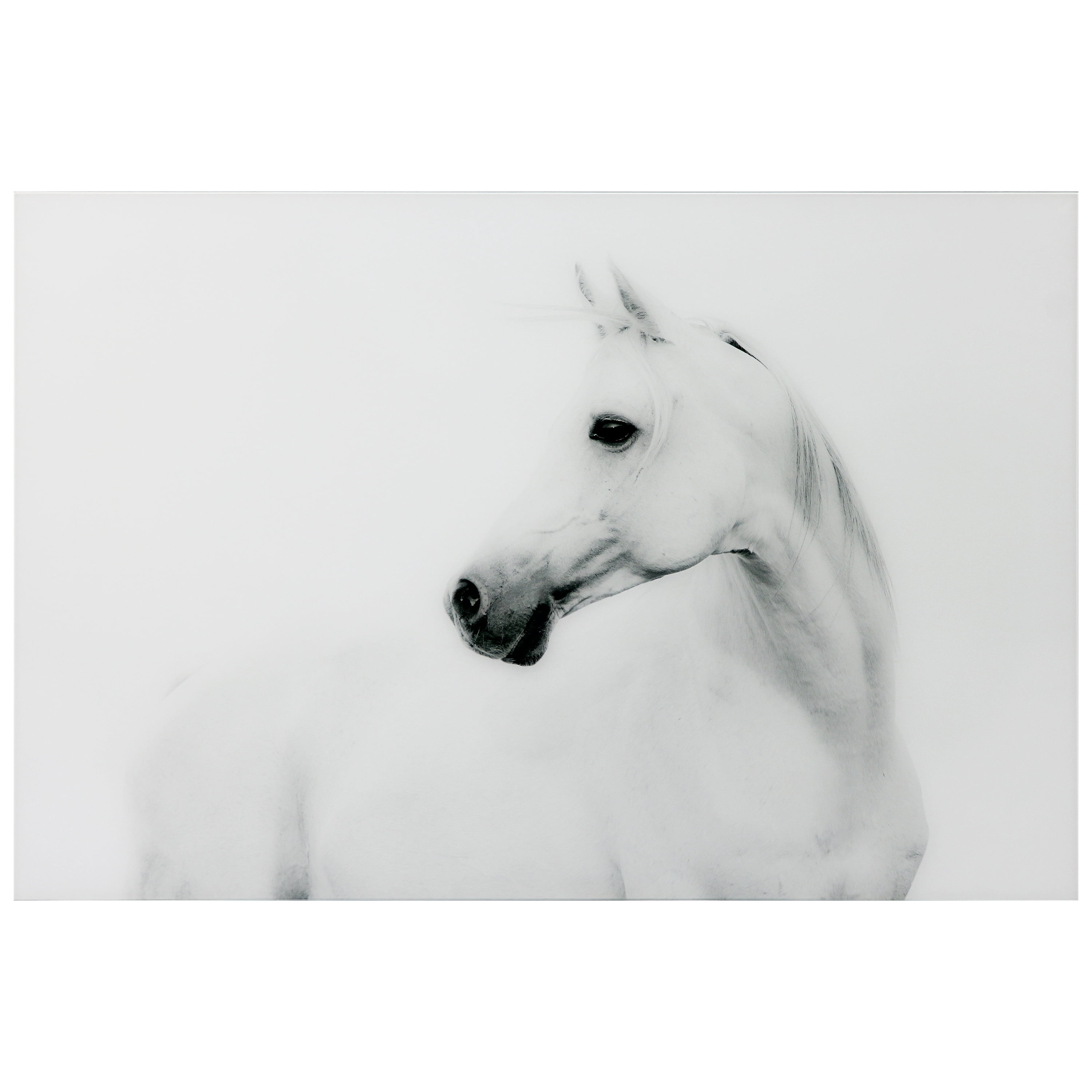 Empire Art Direct Blanco Stallion Horse Frameless Free Floating Tempered Glass Panel Graphic Wall Art, 48" x 32" x 0.2", Ready to Hang