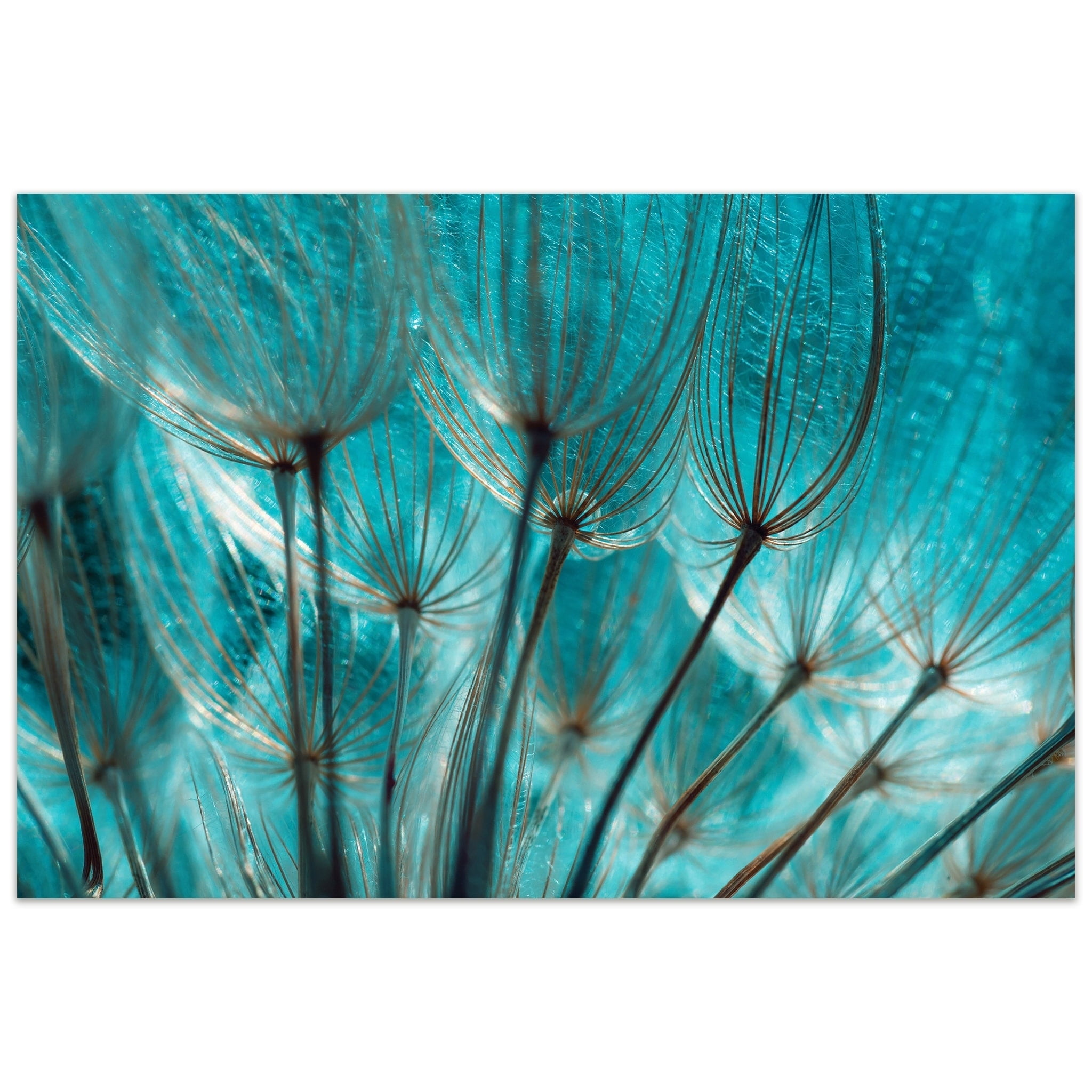 Turquoise Dandelion Frameless Tempered Glass Wall Art, 32" x 48"