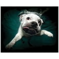 thumbnail image 1 of Empire Art Direct English Bulldog Frameless Free Floating Tempered Glass Panel Graphic Dog Wall Art, 16" x 20" x 0.2", Ready to Hang, 1 of 9