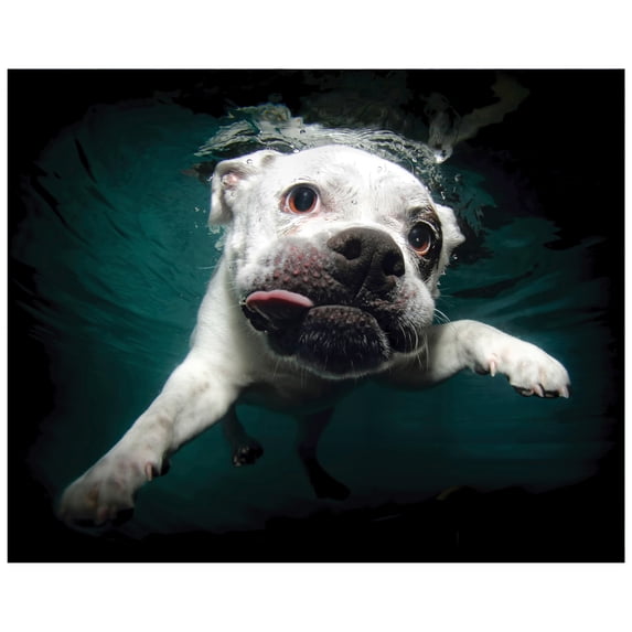 Empire Art Direct English Bulldog Frameless Free Floating Tempered Glass Panel Graphic Dog Wall Art, 16" x 20" x 0.2", Ready to Hang