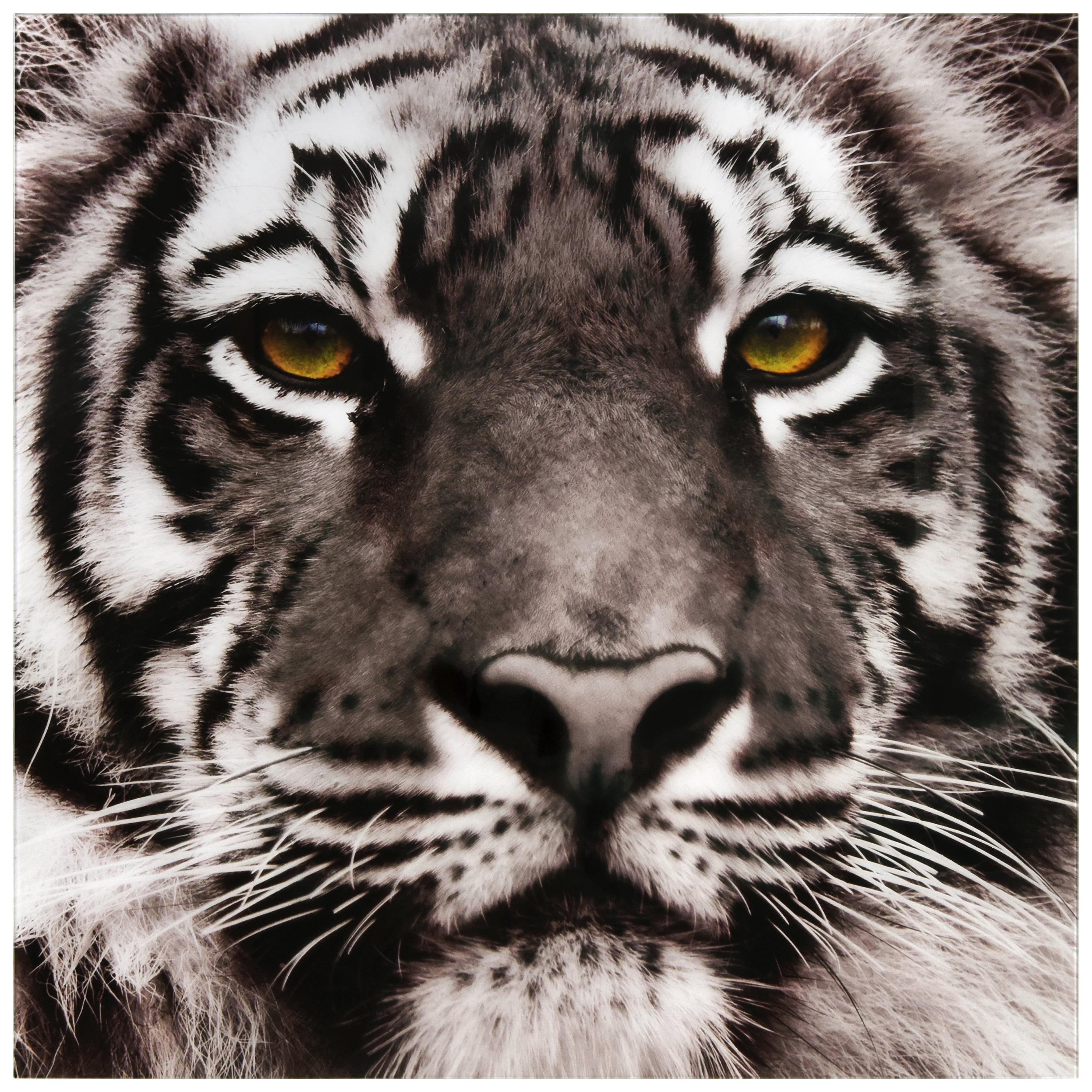 Empire Art Direct Eye of the Tiger Frameless Free Floating Tempered Glass Panel Graphic Wall Art, 38" x 38" x 0.2", Ready to Hang