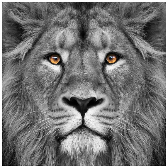 Empire Art Direct King of the Jungle Frameless Free Floating Tempered Glass Panel Graphic Wall Art, 38" x 38" x 0.2", Ready to Hang