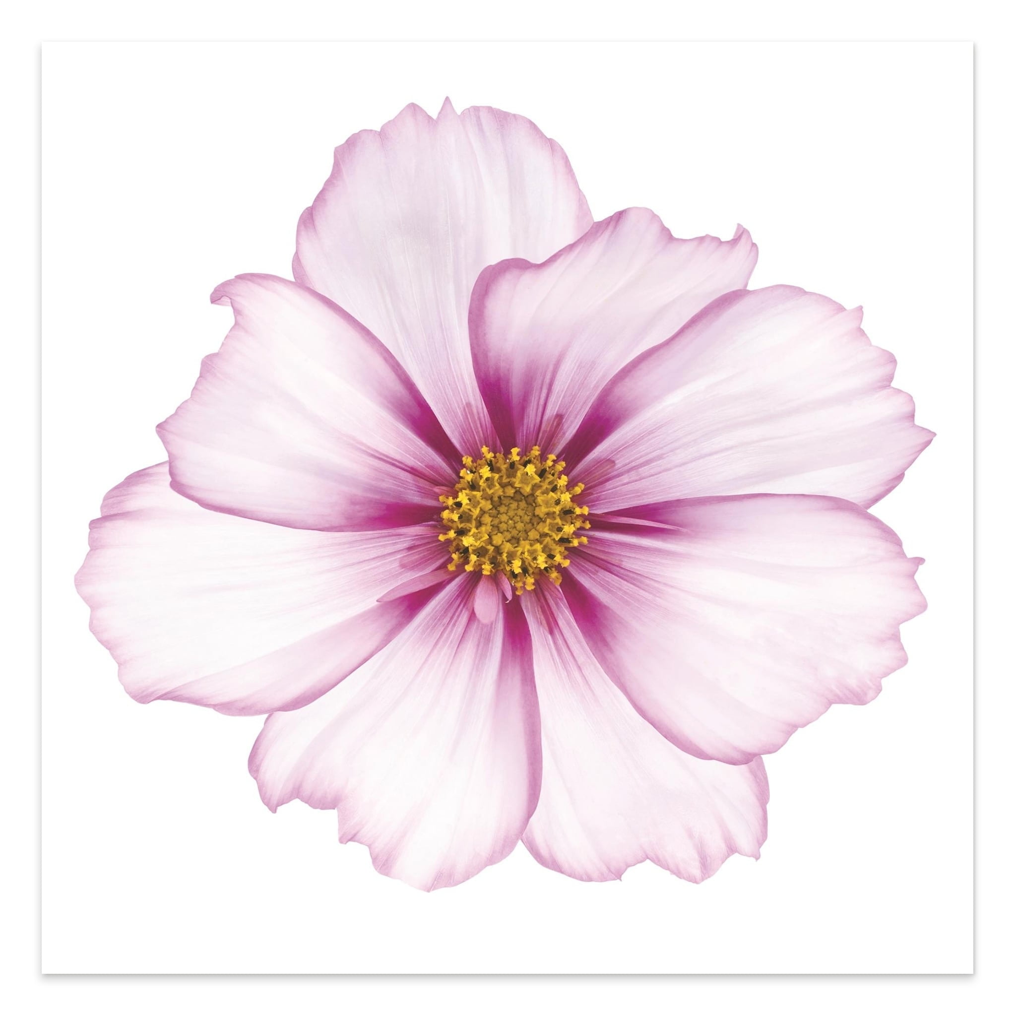 Empire Art Direct Magenta Cosmo Frameless Free Floating Tempered Glass Panel Graphic Wall Art, 40" x 40" x 0.2", Ready to Hang