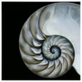 thumbnail image 1 of Empire Art Direct Pearly Nautilus Frameless Free Floating Tempered Glass Panel Graphic Wall Art, 36" x 36" x 0.2", Ready to Hang, 1 of 5