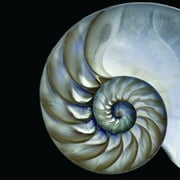 Empire Art Direct Pearly Nautilus Frameless Free Floating Tempered Glass Panel Graphic Wall Art, 36" x 36" x 0.2", Ready to Hang